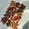 Wine Red Maple Leaf Embroidered Placemat (7) Wine red maple leaf embroidered placemat Thanksgiving theme